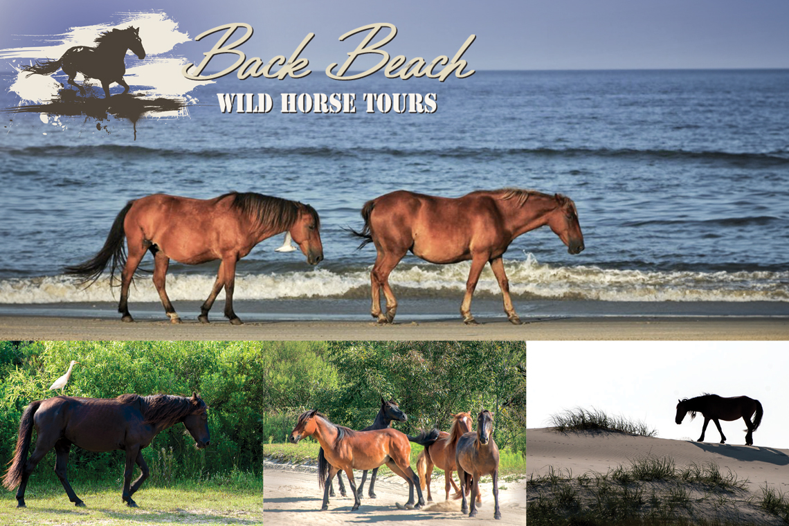 Back Beach Wild Horse Tours