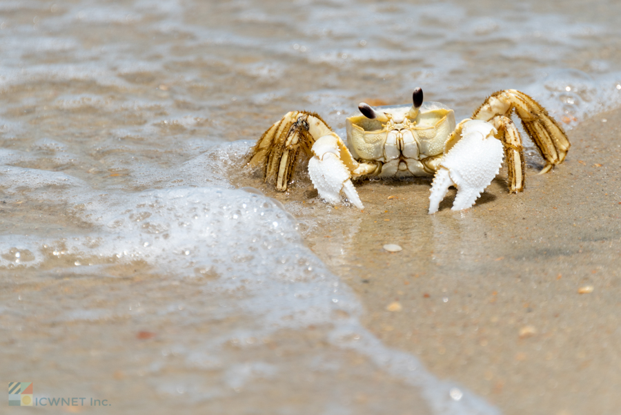 A Ghost Crab on the beach