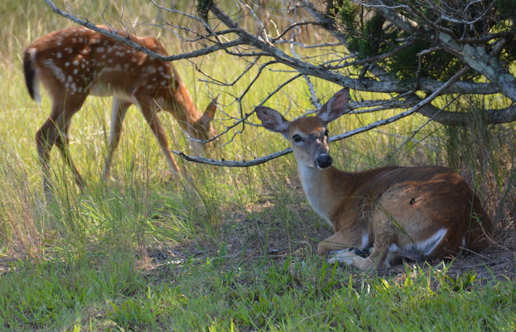 Deer rest under shade near Cape Hatteras Lighthouse