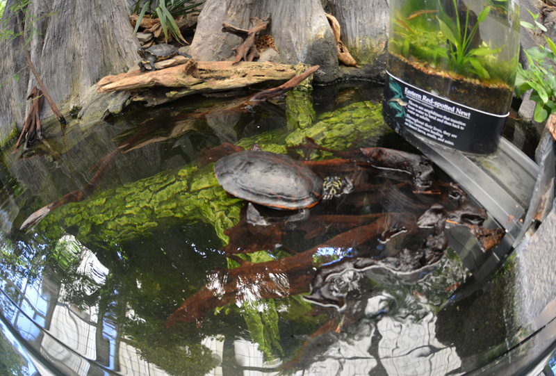 Nc aquarium manteo coupons