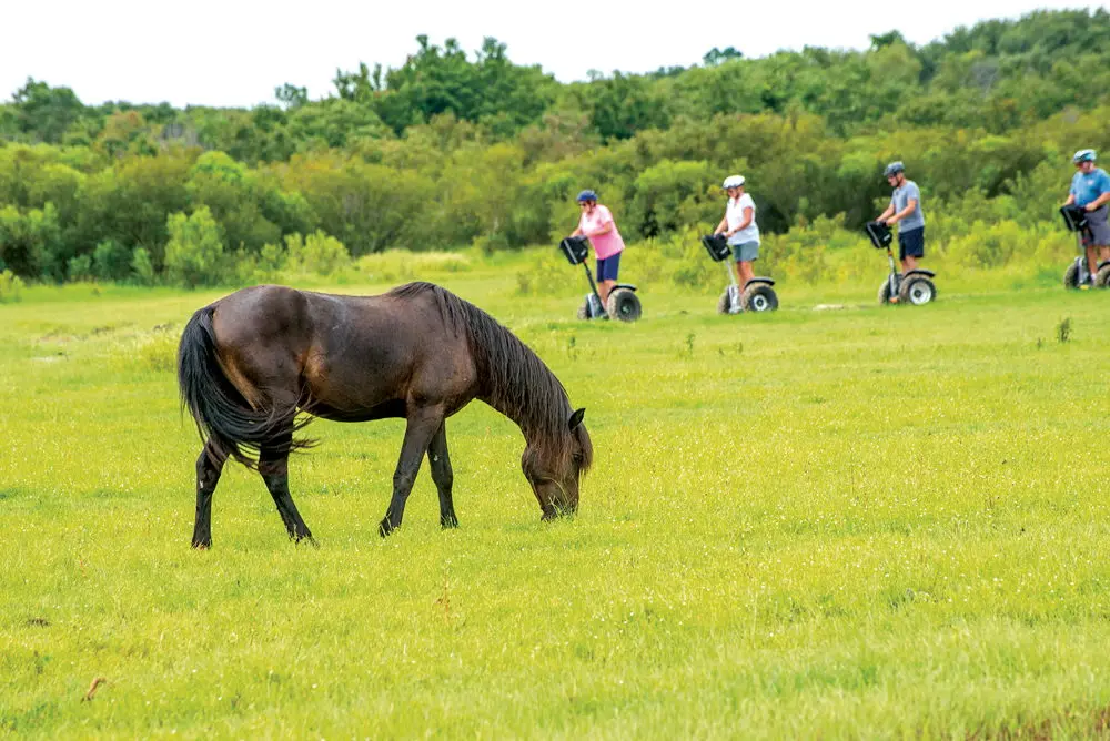 Back Country Safari Tours
