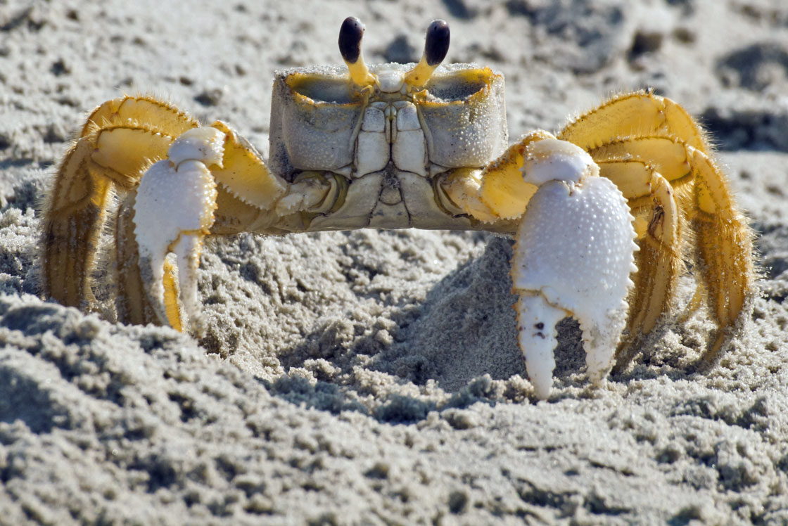 Ghost Crabs and Ghost Crabbing - OuterBanks.com