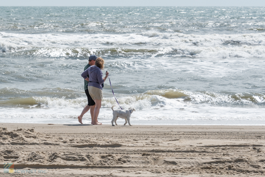 A pup on the beach in Carova