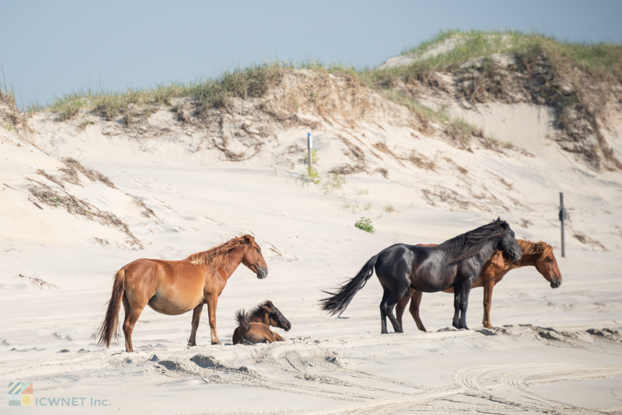 Corolla Wild Spanish Mustangs