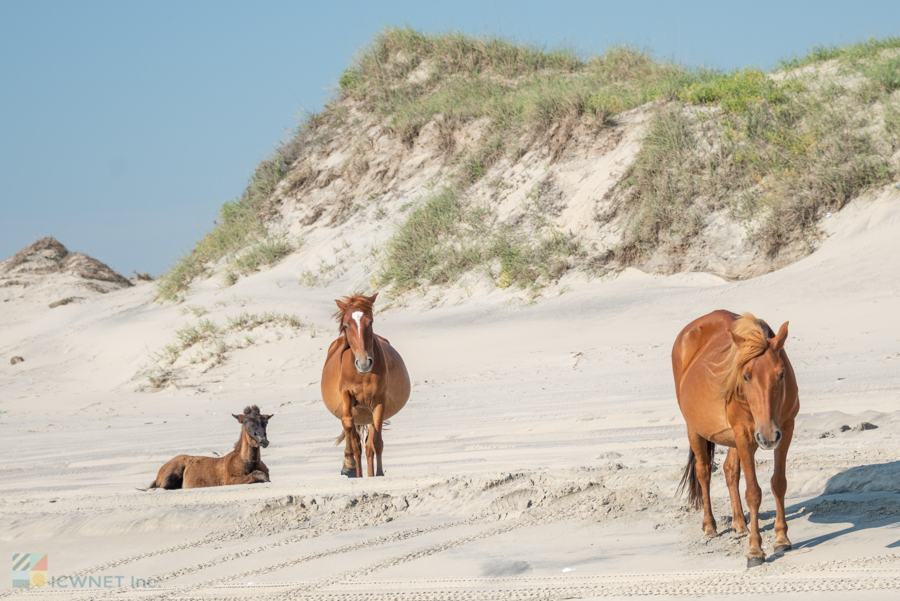 Corolla Wild Horses on the beach of Carova