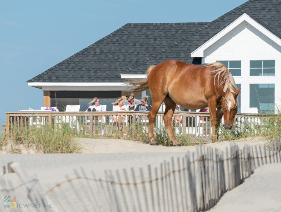 Corolla Wild Horses on Carova Beach