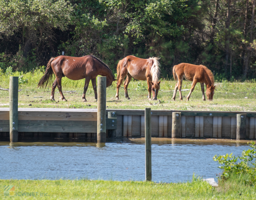 Corolla Wild Horses in Carova