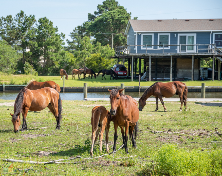 outer banks wild horse tours corolla