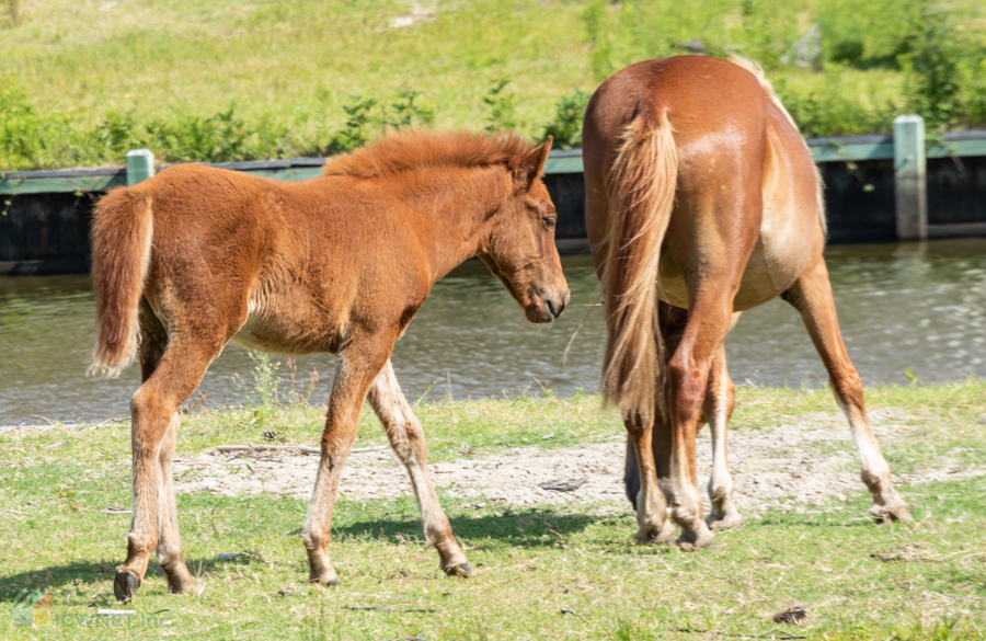 Corolla Wild Horses in Carova