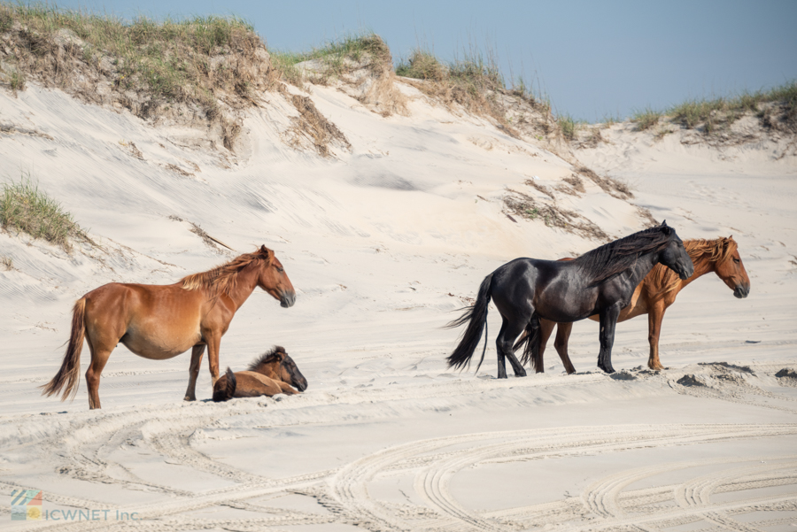 Corolla Wild Horses