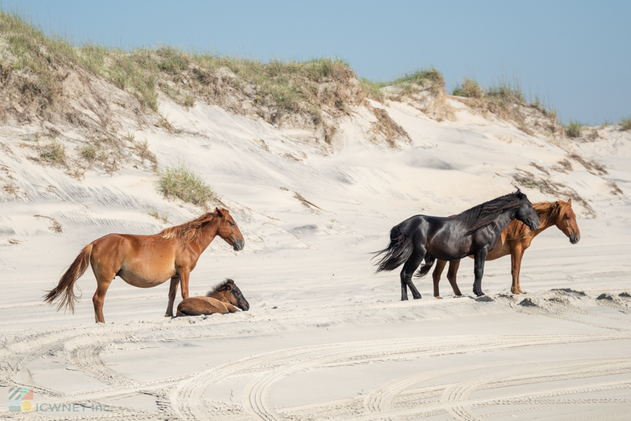 Corolla Wild Horses on the beach of Carova