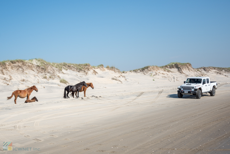 Corolla Wild Horses on the beach of Carova