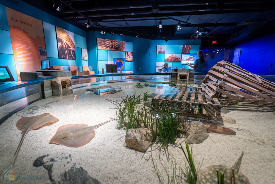 Touch tank at the NC Aquarium on Roanoke Island