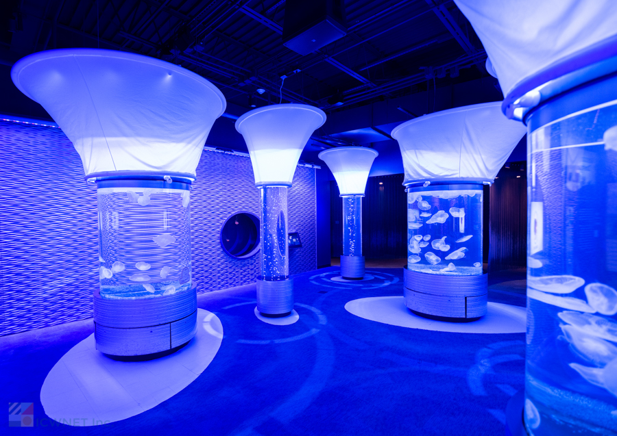 NC Aquarium on Roanoke Island Jellyfish Room