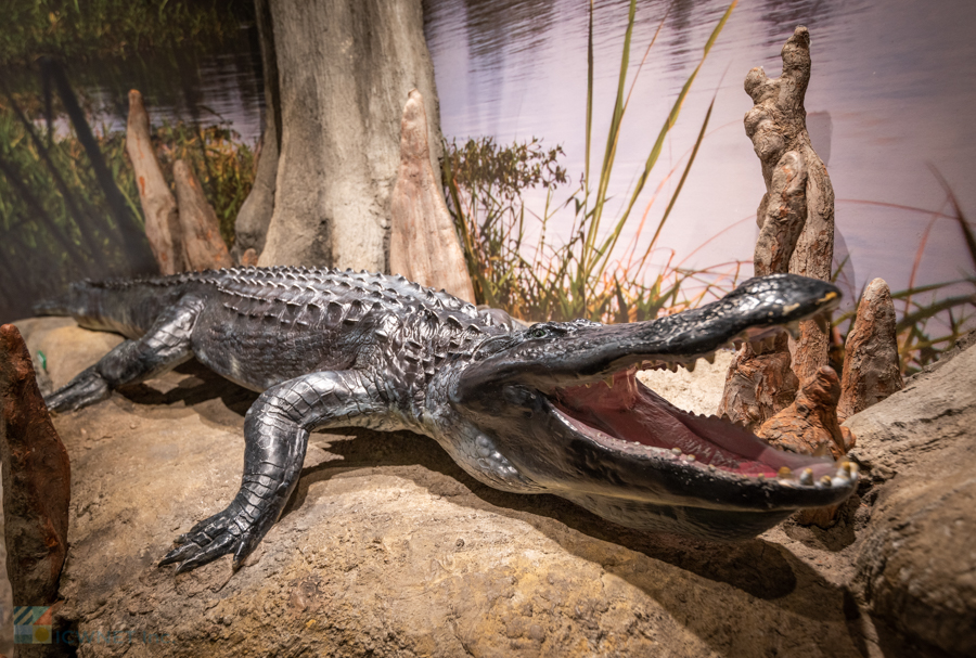 NC Aquarium Alligator