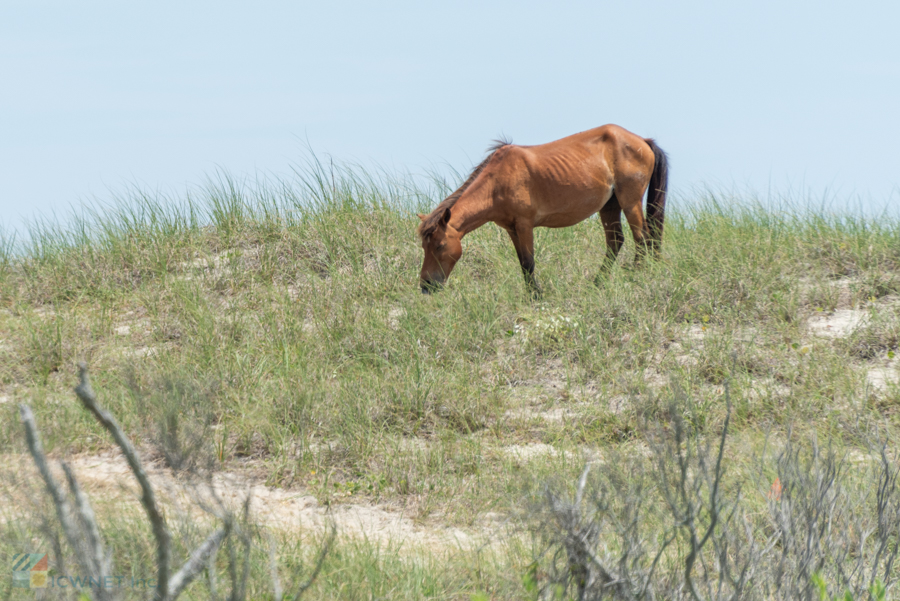 Shackleford Banks Crystal Coast NC