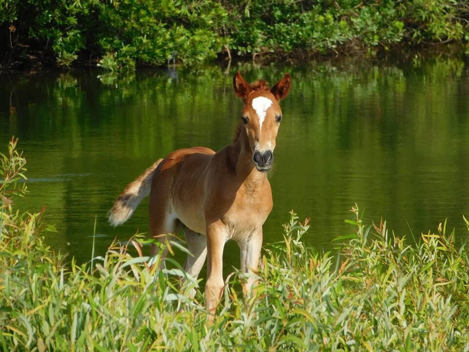 Wild Horse Adventure Tours