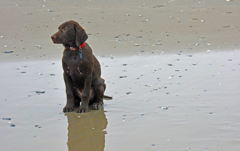 Angus playing in the surf