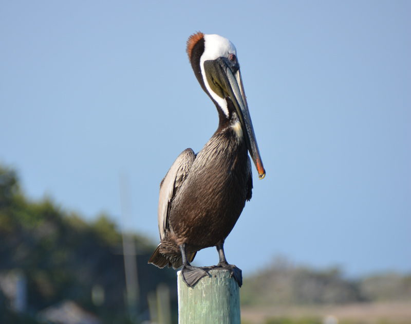 Outer Banks Birding