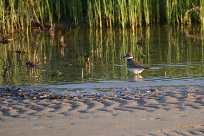 Outer Banks Birding