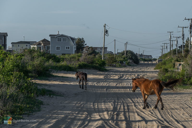 Corolla's Wild Horses