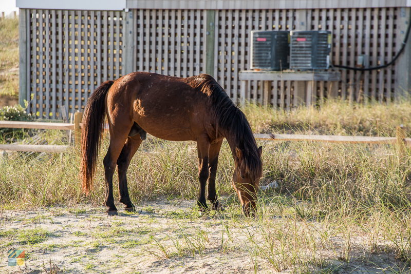 Corolla's Wild Horses