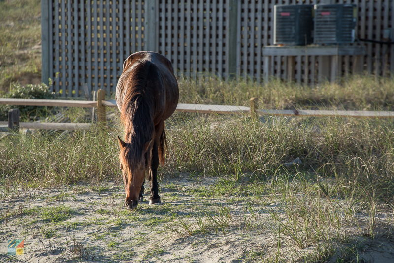 A wild horse grazes next to a rental home in Carova, NC