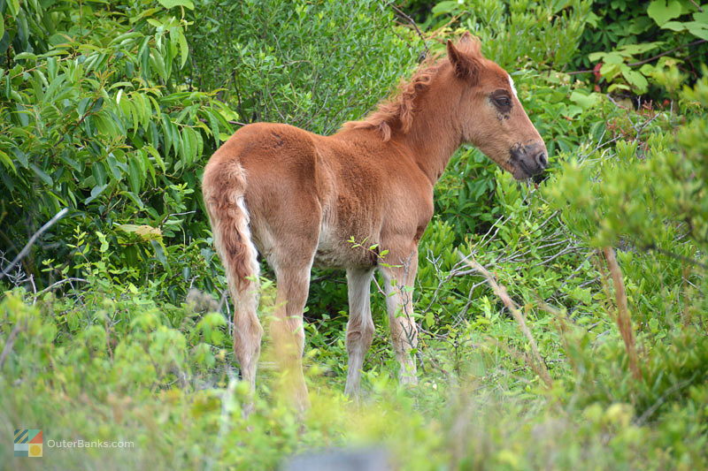 A pony grazes in a Carova neighborhood