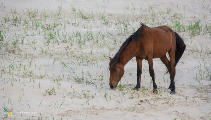 Corolla Wild Horses Photos Tours And Info Outerbanks Com,Americano Recipe