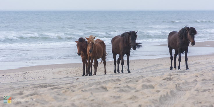 Wild Spanish Mustangs on the beach in Carova