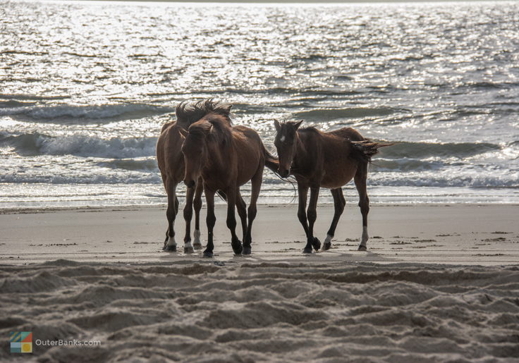 Wild Spanish Mustangs in Carova, NC