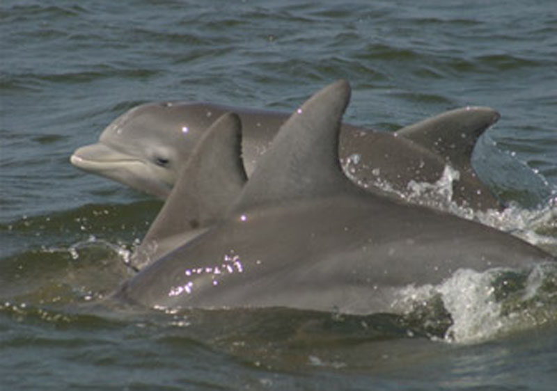 Dolphins swimming near Nags Head NC