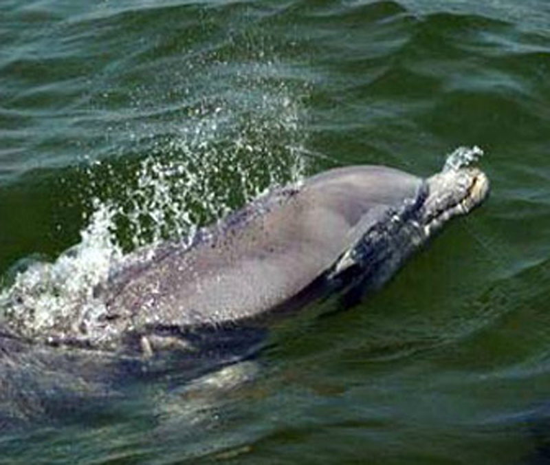 A dolphin in the sound