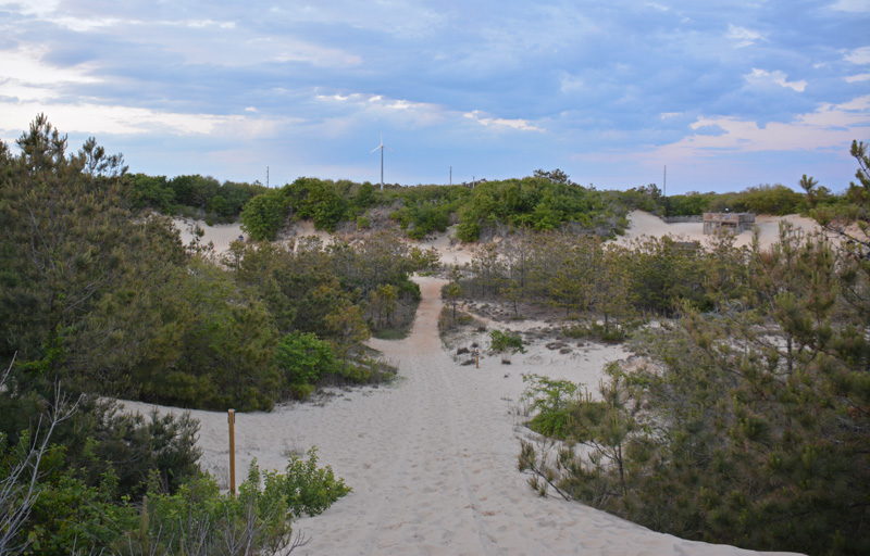 A sandy path in Nags Head Woods Ecological Preserve