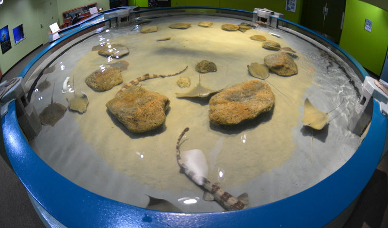 Touch rays at NC Aquarium on Roanoke Island