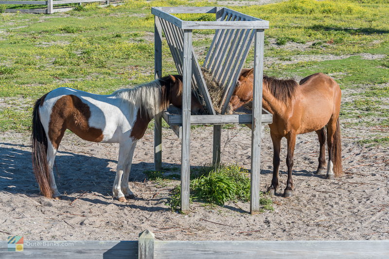 Ocracoke Island pony pen