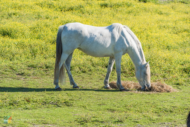 Ocracoke wild pony pen