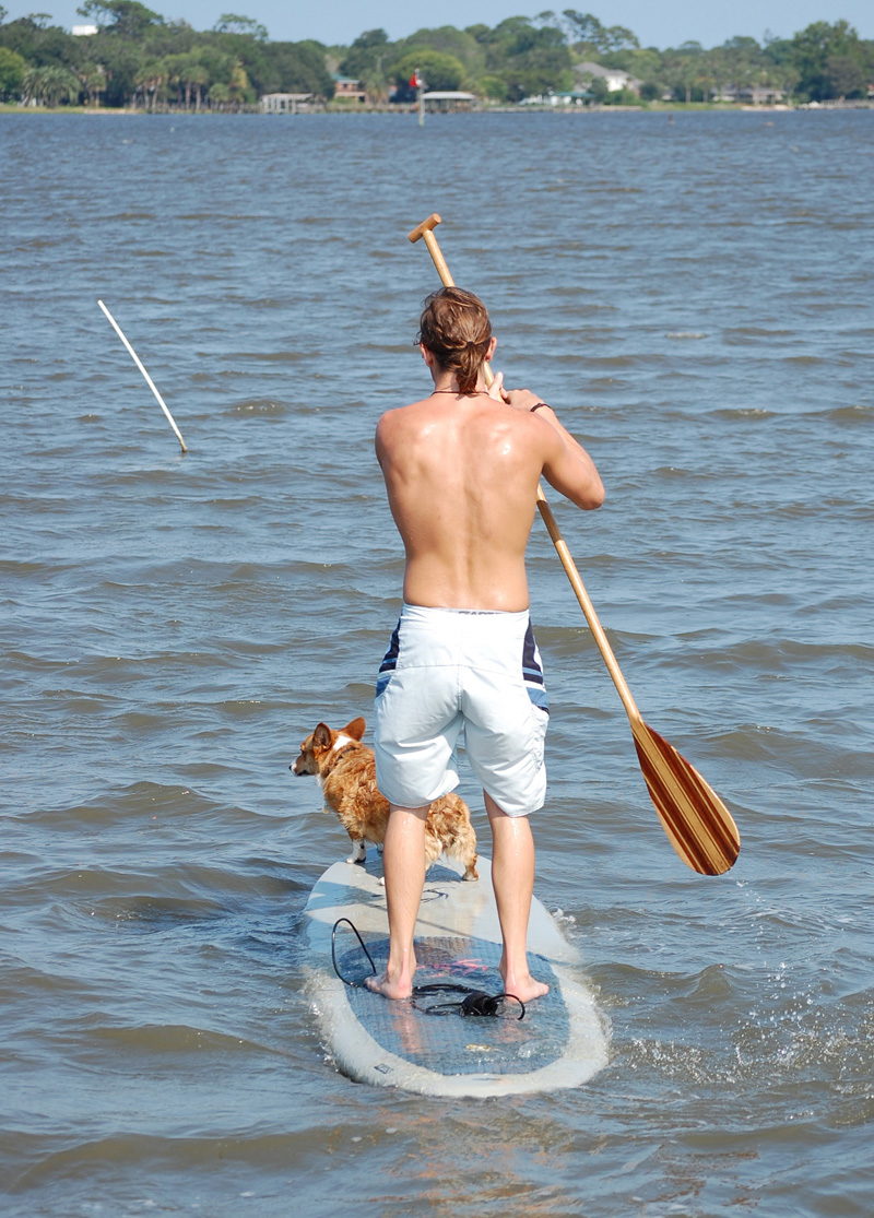 Stand-Up Paddle Boarding with a pup