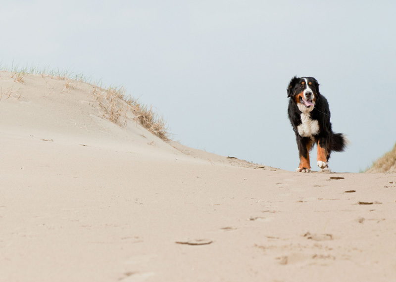 A dog on the beach