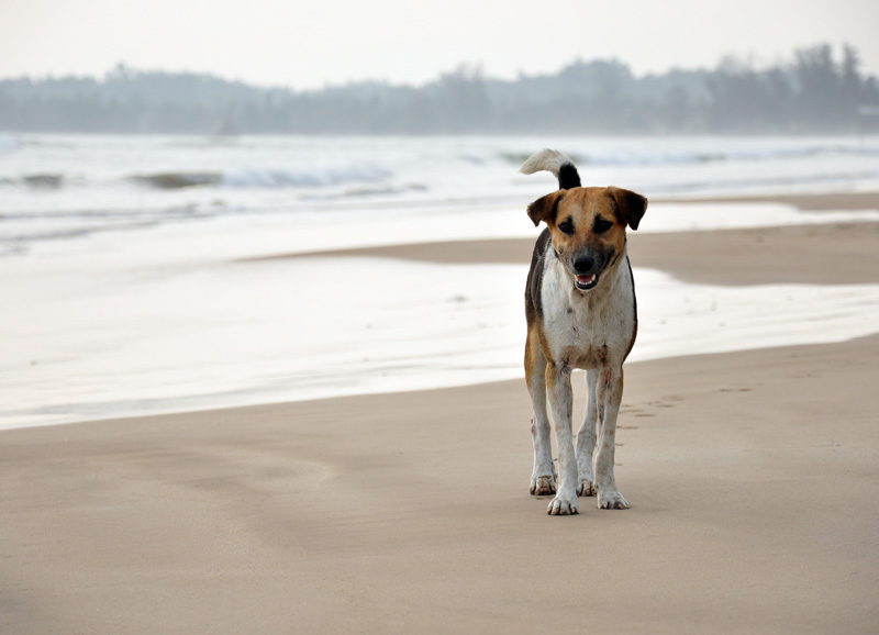A dog strolls along the beach. 