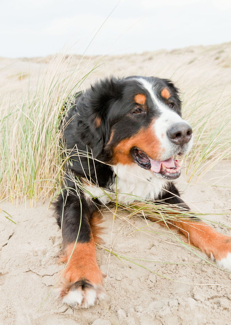 A dog lays on the beach