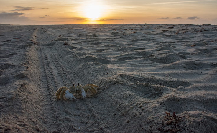 Ghost crab at sunrise