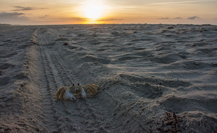 Ghost crab at sunrise