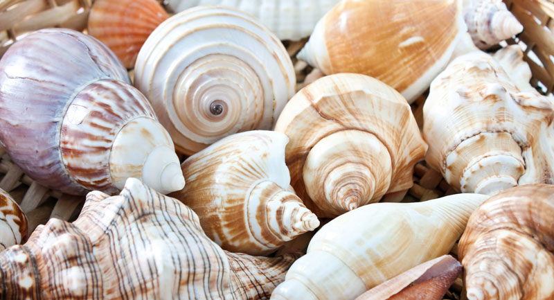 A variety of shells wash up on Outer Banks beaches