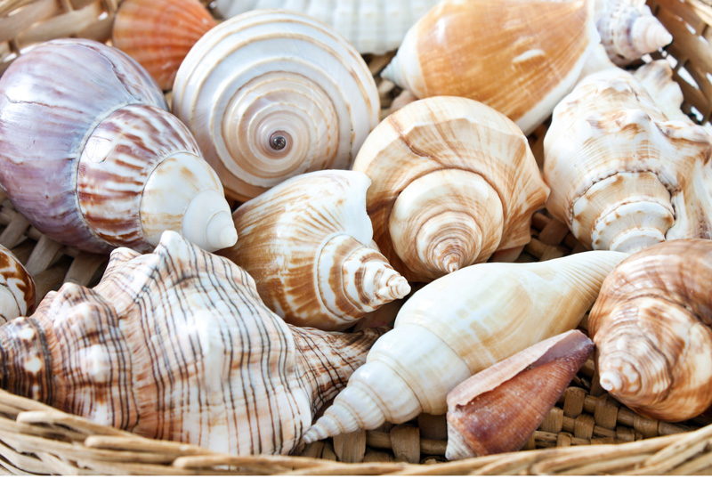 Shelling the Outer Banks