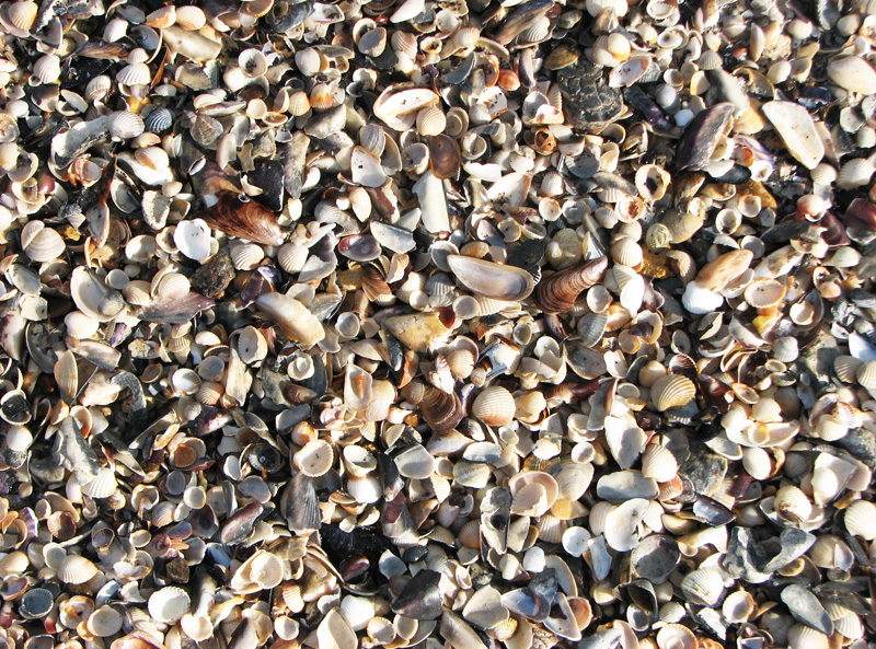 Shells line the beach