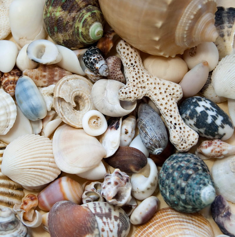 Colorful shells of all shapes and sizes