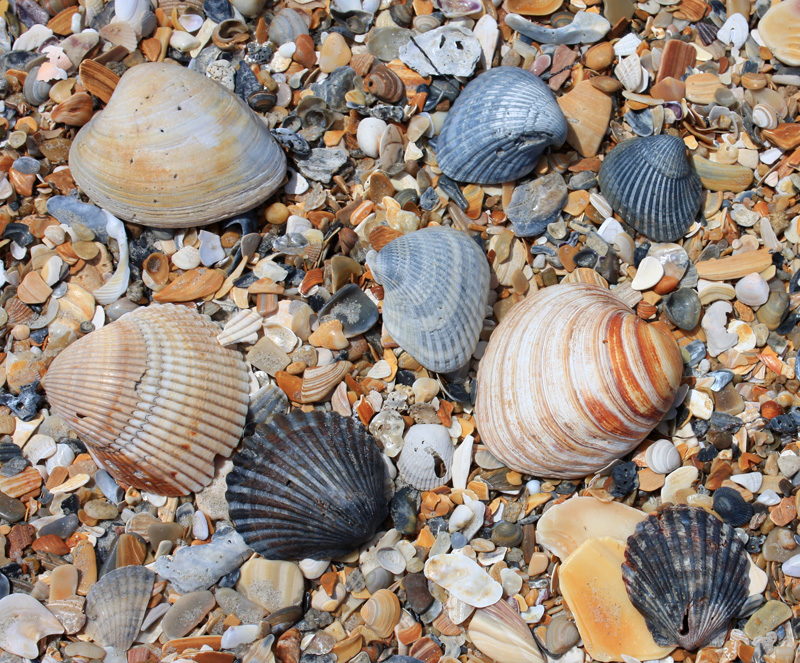 Shells and shell fragments on the beach