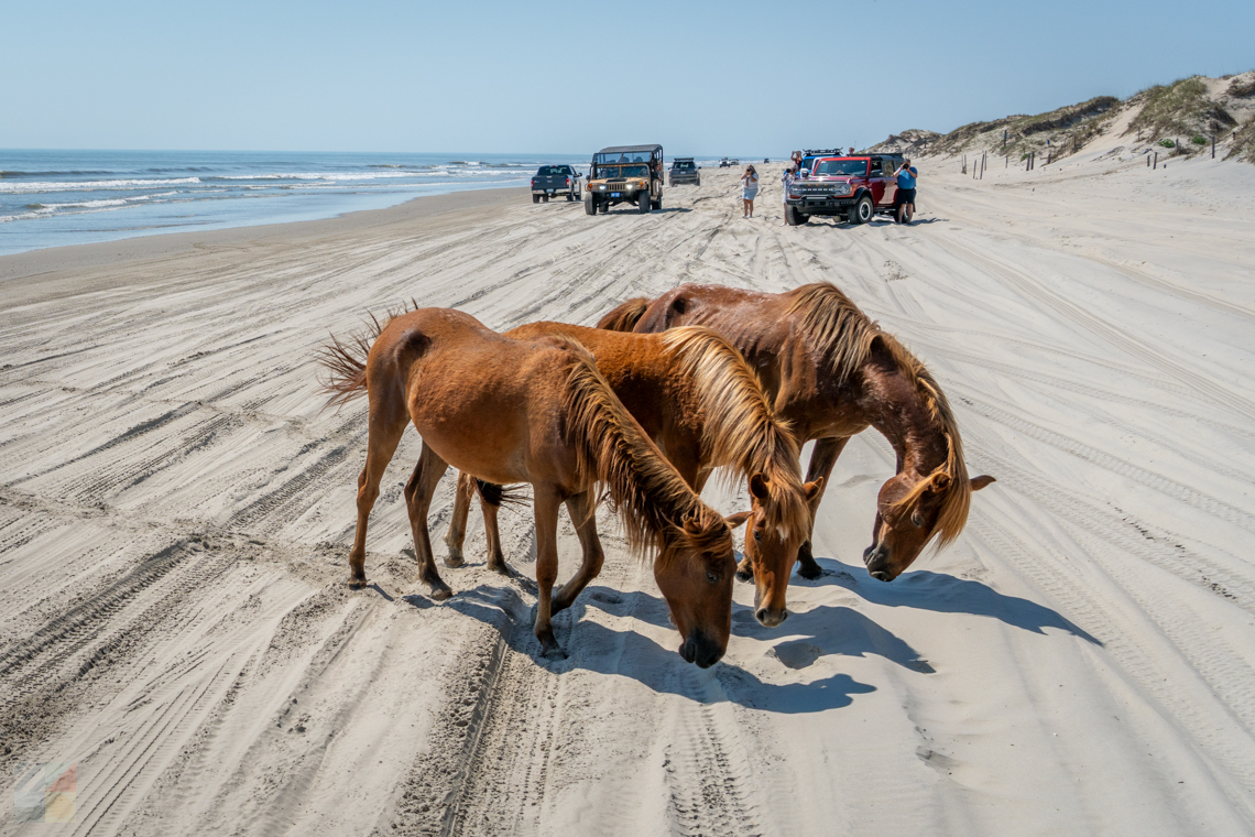 Corolla Wild Horses