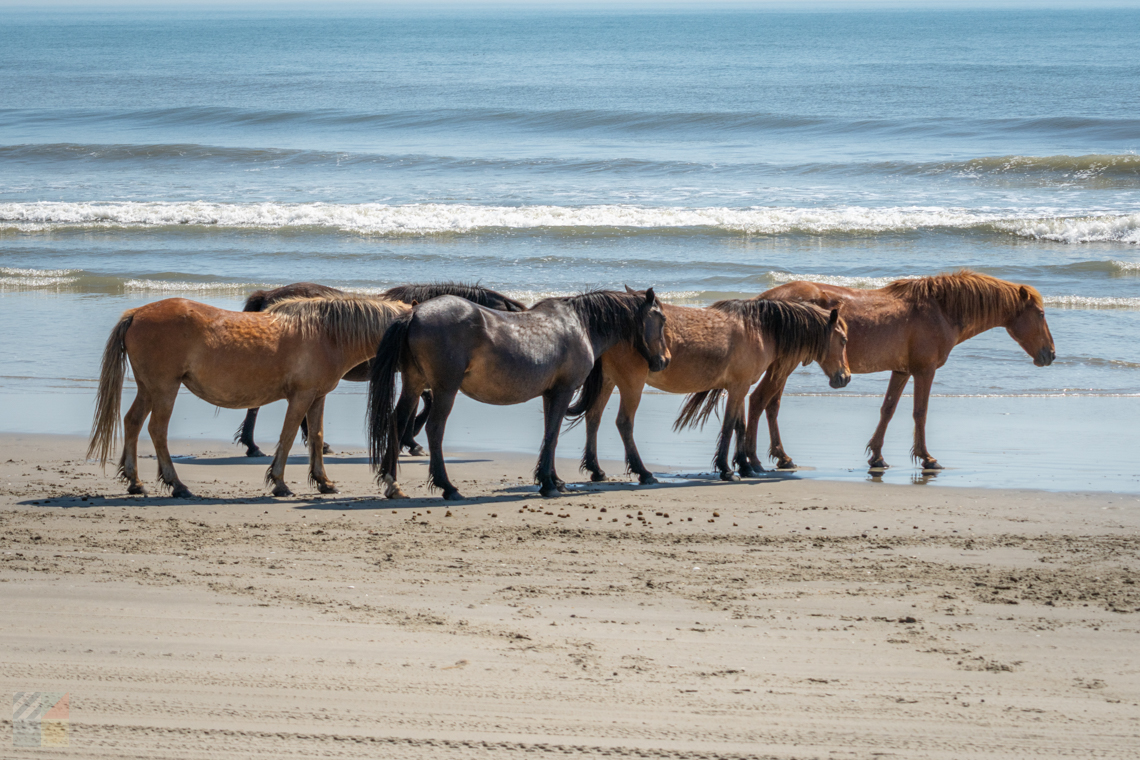 Corolla Wild Horses